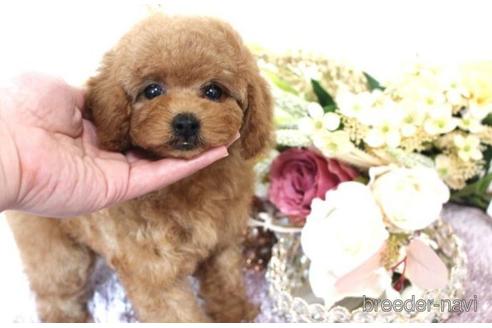 成約済の茨城県のトイプードル-227562の3枚目