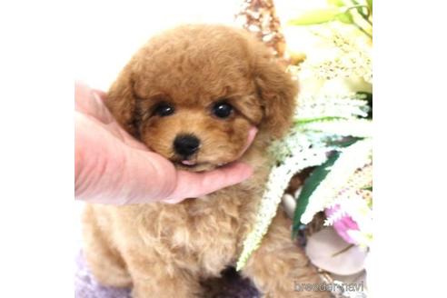 成約済の茨城県のトイプードル-227563の1枚目