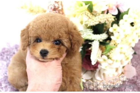 成約済の茨城県のトイプードル-227563の5枚目