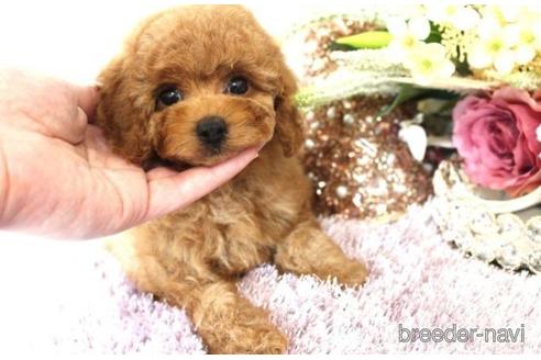 成約済の茨城県のトイプードル-227564の4枚目