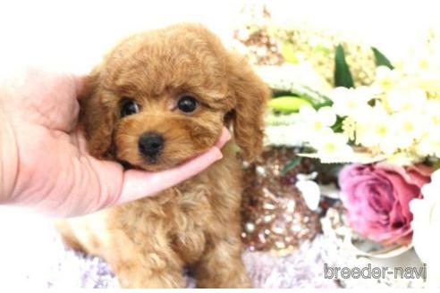 成約済の茨城県のトイプードル-227564の5枚目
