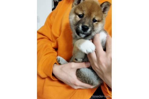 成約済の千葉県の柴犬-219615の1枚目