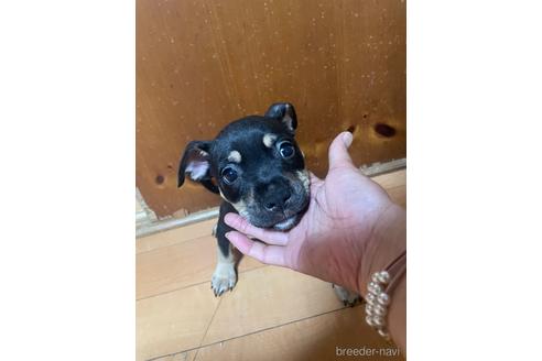 成約済の佐賀県のミックス犬-225621の18枚目
