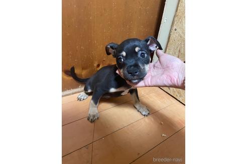 成約済の佐賀県のミックス犬-225621の17枚目