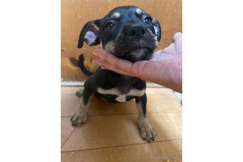 成約済の佐賀県のミックス犬-225621の16枚目