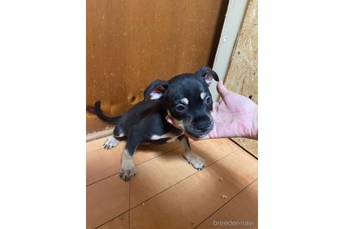 成約済の佐賀県のミックス犬-225621の15枚目