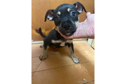 成約済の佐賀県のミックス犬-225621の14枚目