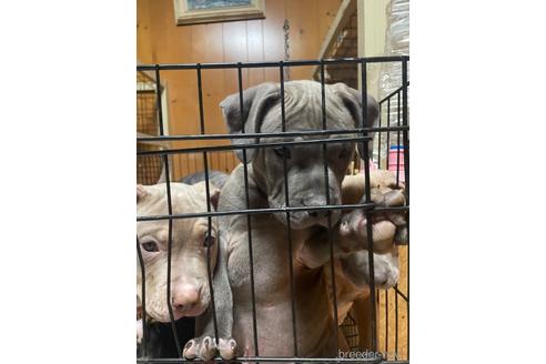 成約済の佐賀県のアメリカンピットブルテリア-214467の40枚目