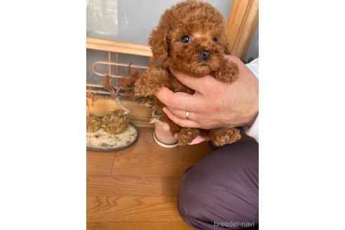 成約済の静岡県のタイニープードル-225445の2枚目