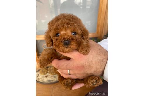 成約済の静岡県のタイニープードル-225445