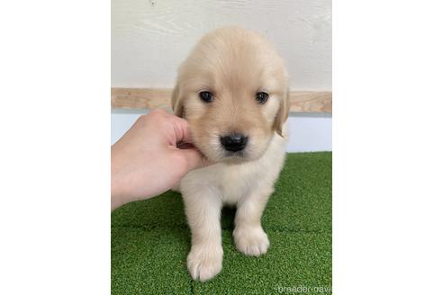 成約済の愛知県のゴールデンレトリーバー-224930の1枚目