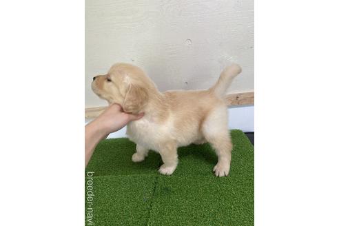 成約済の愛知県のゴールデンレトリーバー-224930の4枚目