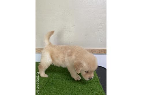 成約済の愛知県のゴールデンレトリーバー-224930の3枚目