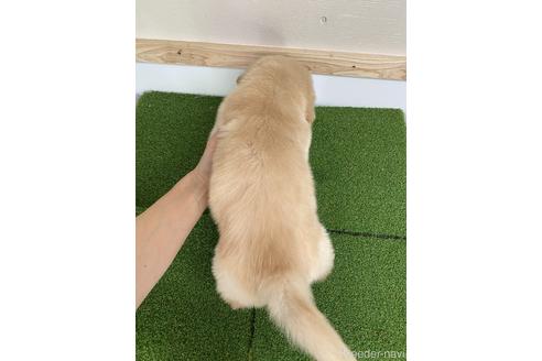 成約済の愛知県のゴールデンレトリーバー-224930の2枚目