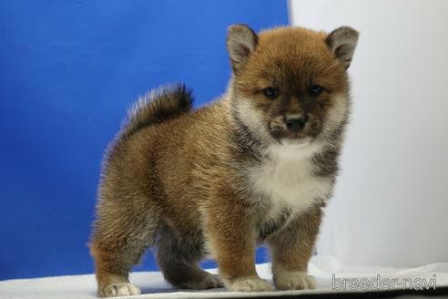 成約済の愛知県の柴犬-226330の2枚目
