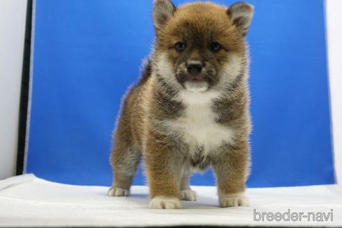 成約済の愛知県の柴犬-226330の3枚目