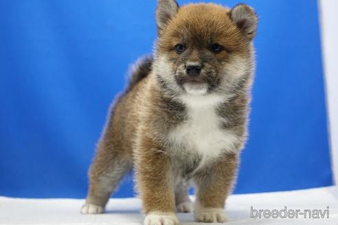 成約済の愛知県の柴犬-226330の4枚目