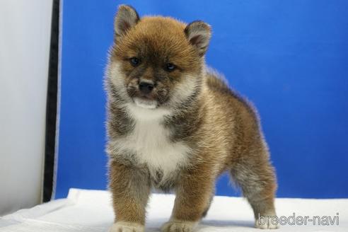成約済の愛知県の柴犬-226330の5枚目