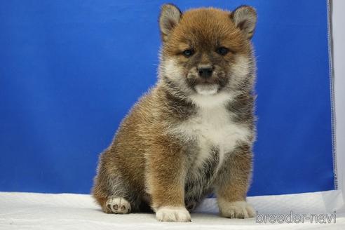 成約済の愛知県の柴犬-226330の6枚目
