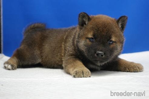 成約済の愛知県の柴犬-226332の2枚目