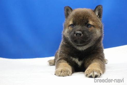 成約済の愛知県の柴犬-226332の4枚目