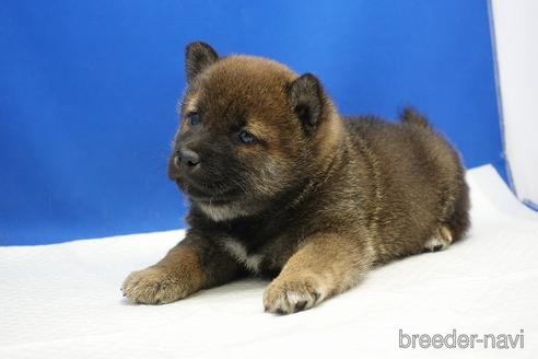 成約済の愛知県の柴犬-226332の6枚目