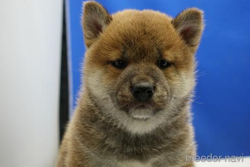 成約済の愛知県の柴犬-226333の7枚目