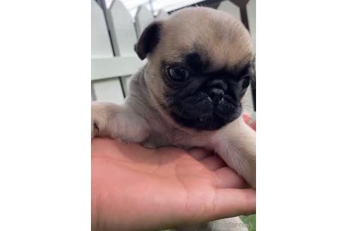 成約済の福岡県のパグ-220903の1枚目
