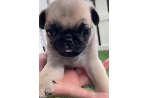 成約済の福岡県のパグ-220903の3枚目