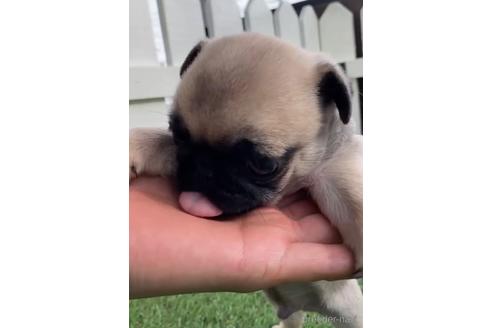 成約済の福岡県のパグ-220903の4枚目