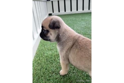 成約済の福岡県のパグ-220903の5枚目