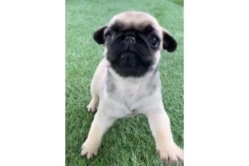 成約済の福岡県のパグ-220903の2枚目