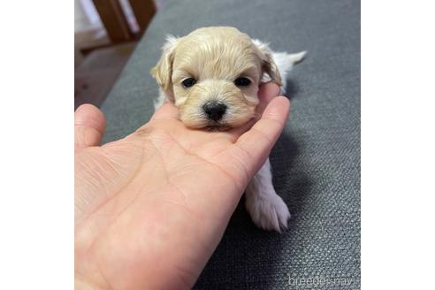 成約済の山形県のマルプー:マルチーズ×トイプードル-227740の1枚目