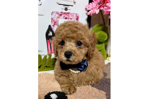 成約済の岡山県のトイプードル-226345の11枚目