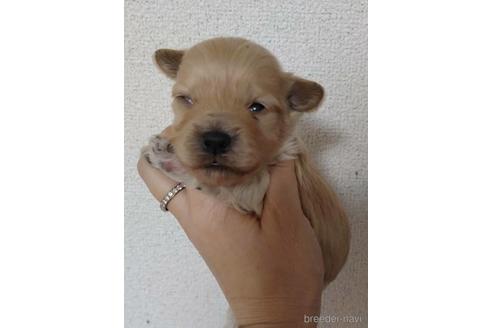 販売中の山口県のマルプー:マルチーズ×トイプードル-227758