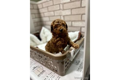 成約済の福岡県のタイニープードル-224558の16枚目