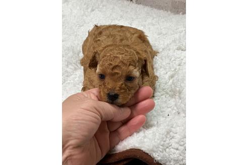 成約済の福岡県のタイニープードル-224571の12枚目