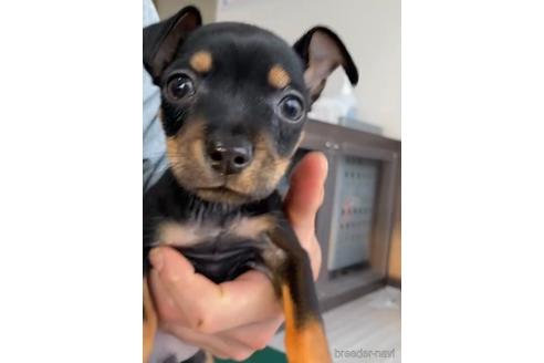 成約済の福岡県のミックス犬-220891