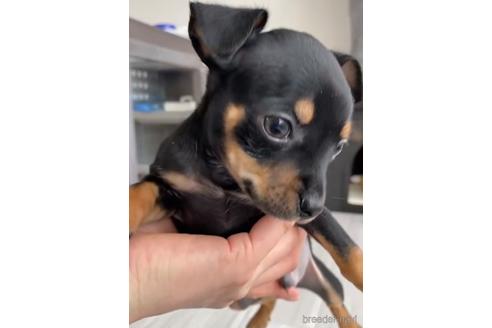 成約済の福岡県のミックス犬-220891の3枚目