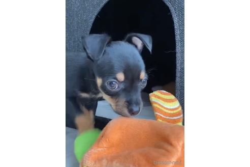 成約済の福岡県のミックス犬-220891の2枚目