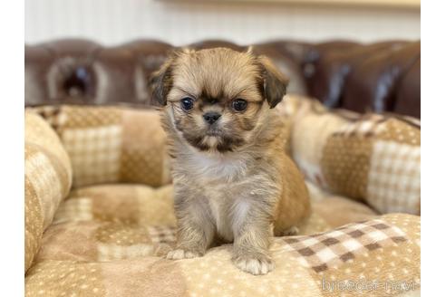 成約済の香川県のミックス犬-225596の3枚目