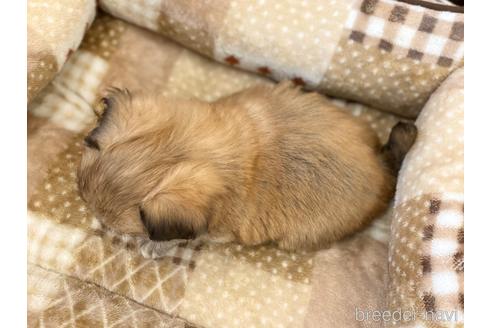 成約済の香川県のミックス犬-225596の2枚目
