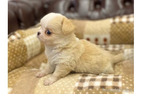 成約済の香川県のチワワ(ロングコート)-227766の4枚目