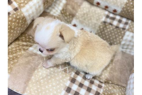 成約済の香川県のチワワ(ロングコート)-227766の5枚目