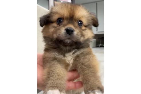 成約済の福岡県のミックス犬-226077の1枚目
