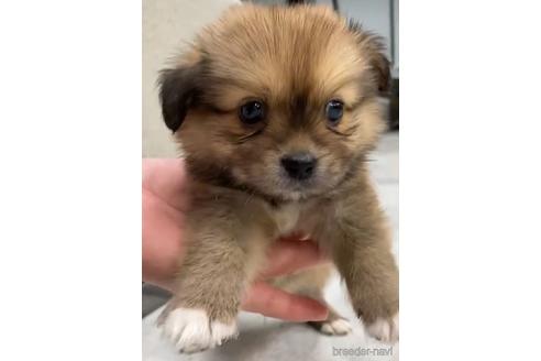 成約済の福岡県のミックス犬-226077の3枚目