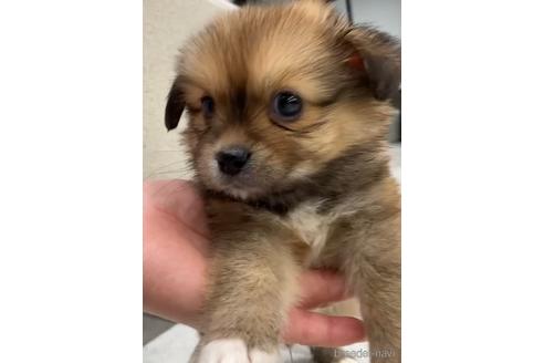 成約済の福岡県のミックス犬-226077の2枚目
