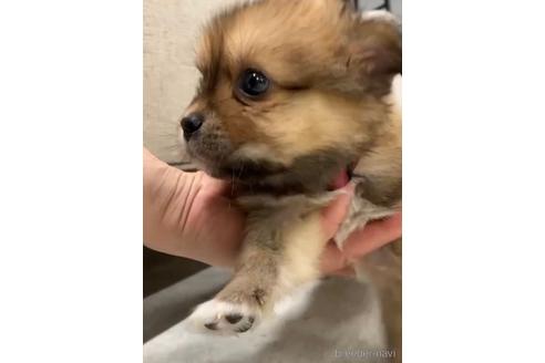 成約済の福岡県のミックス犬-226077の4枚目