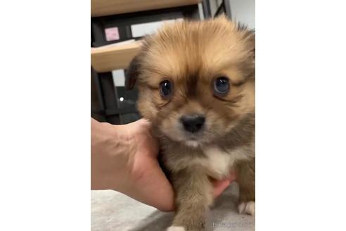 成約済の福岡県のミックス犬-226077の5枚目