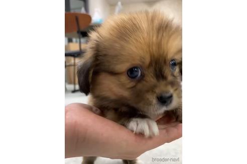 成約済の福岡県のミックス犬-224554の6枚目